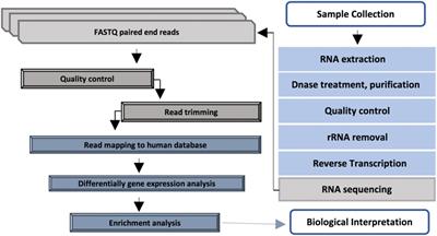 Evaluation of Host Immune Response in Diabetic Foot Infection Tissues Using an RNA Sequencing-Based Approach